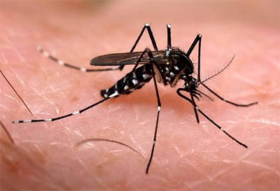 ¿Porqué hay Dengue en Fuerte Esperanza?