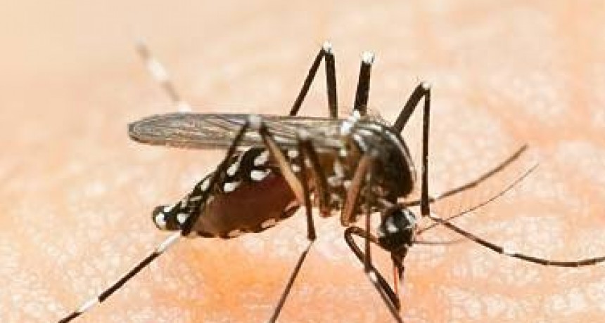 Dengue: Cuáles son las secuelas? todo lo que hay que saber