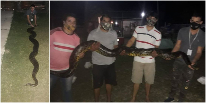 Rescataron una Anaconda amarilla de casi 4 metros 