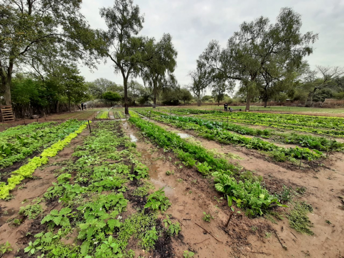 El Sauzalito: Comunidades Originarias suman huertas para expandir la producción de Alimentos