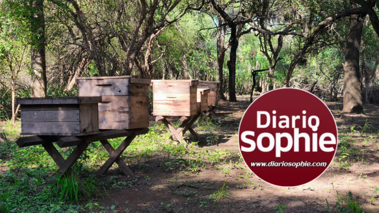 GRAN NOTICIA: CHACO LIDERA LA PRODUCCIÓN DE MIEL ORGÁNICA EN LA ARGENTINA