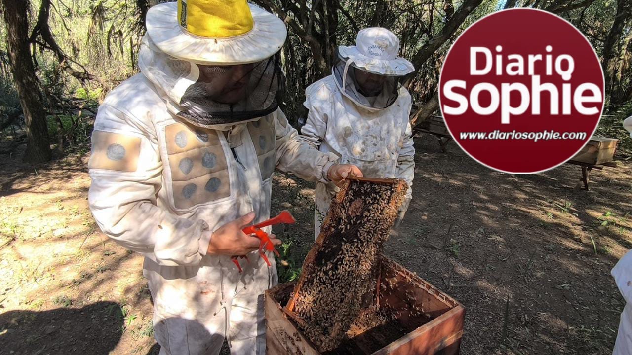 PRODUCCIÓN: RECOMENDACIONES PARA LA PREVENCIÓN DEL PEQUEÑO ESCARABAJO DE LAS COLMENAS