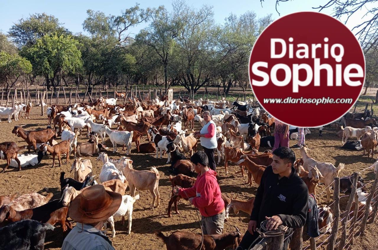 PROGANO: ASISTENCIA PERMANENTE A PRODUCTORES CAPRINOS Y OVINOS EN TODO EL CHACO