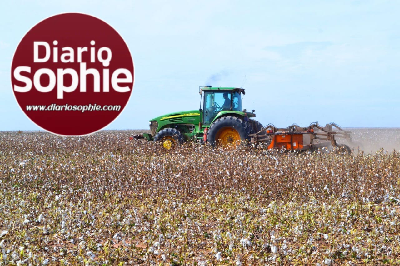 CHACO: PRODUCTORES ALGODONEROS DEBEN INSCRIBIRSE EN EL SIPACH, ANTES DEL 10 DE SEPTIEMBRE
