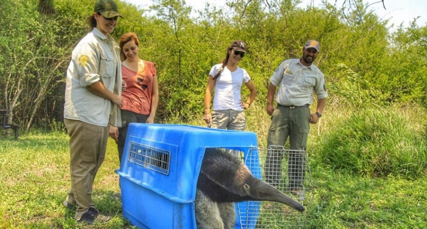 Liberaron a un oso hormiguero rescatado tras la muerte de su madre en El Impenetrable