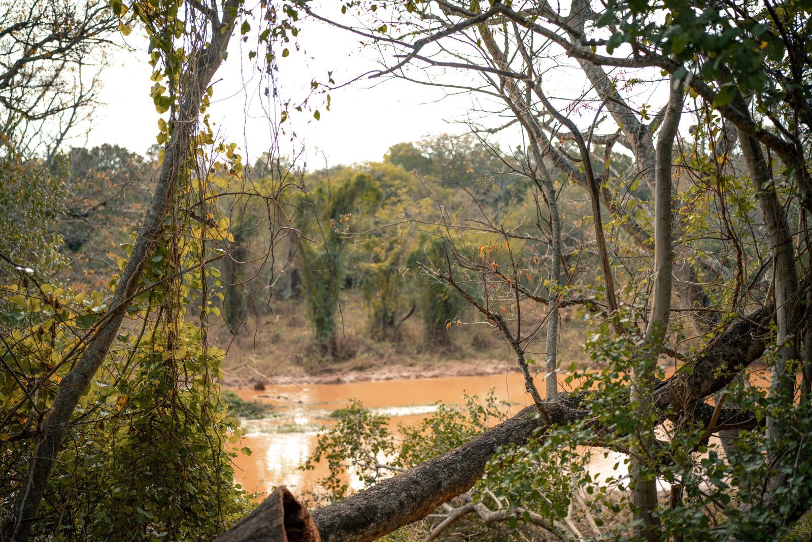 10° ANIVERSARIO DEL PARQUE NACIONAL EL IMPENETRABLE, UN PILAR DEL TURISMO SOSTENIBLE EN CHACO