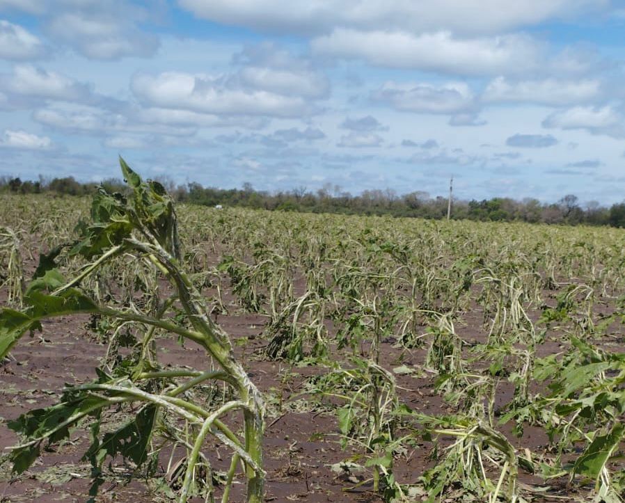 -Siembra de Girasol- TRAS LA CAÍDA DE GRANIZO: EL GOBIERNO PROVINCIAL INFORMÓ QUE LAS HECTÁREAS AFECTADAS ESTÁN CUBIERTAS POR EL SEGURO MULTIRRIESGO