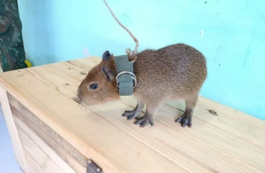 CORRIENTES: RESCATARON A UN CARPINCHO QUE ERA CRIADO COMO MASCOTA