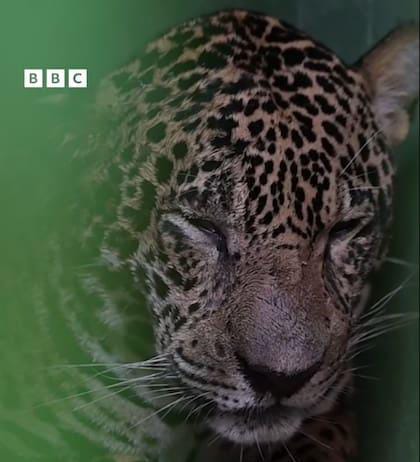IMPACTANTE RESCATE EN EL AMAZONAS: SOBREVIVIÓ UN JAGUAR BALEADO EN LA CABEZA