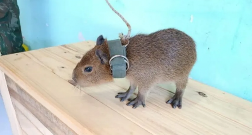 CORRIENTES: RESCATARON A UN CARPINCHO QUE ERA CRIADO COMO MASCOTA