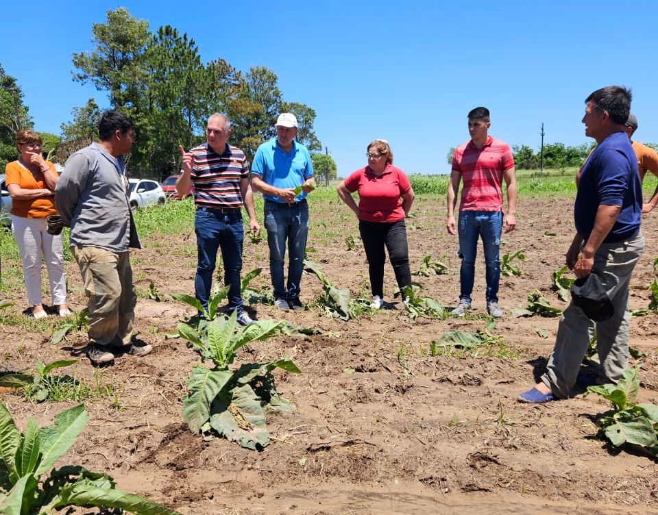 GRAL. SAN MARTÍN: PRODUCCIÓN EVALÚA DAÑOS POR GRANIZO EN CULTIVOS E INFRAESTRUCTURA