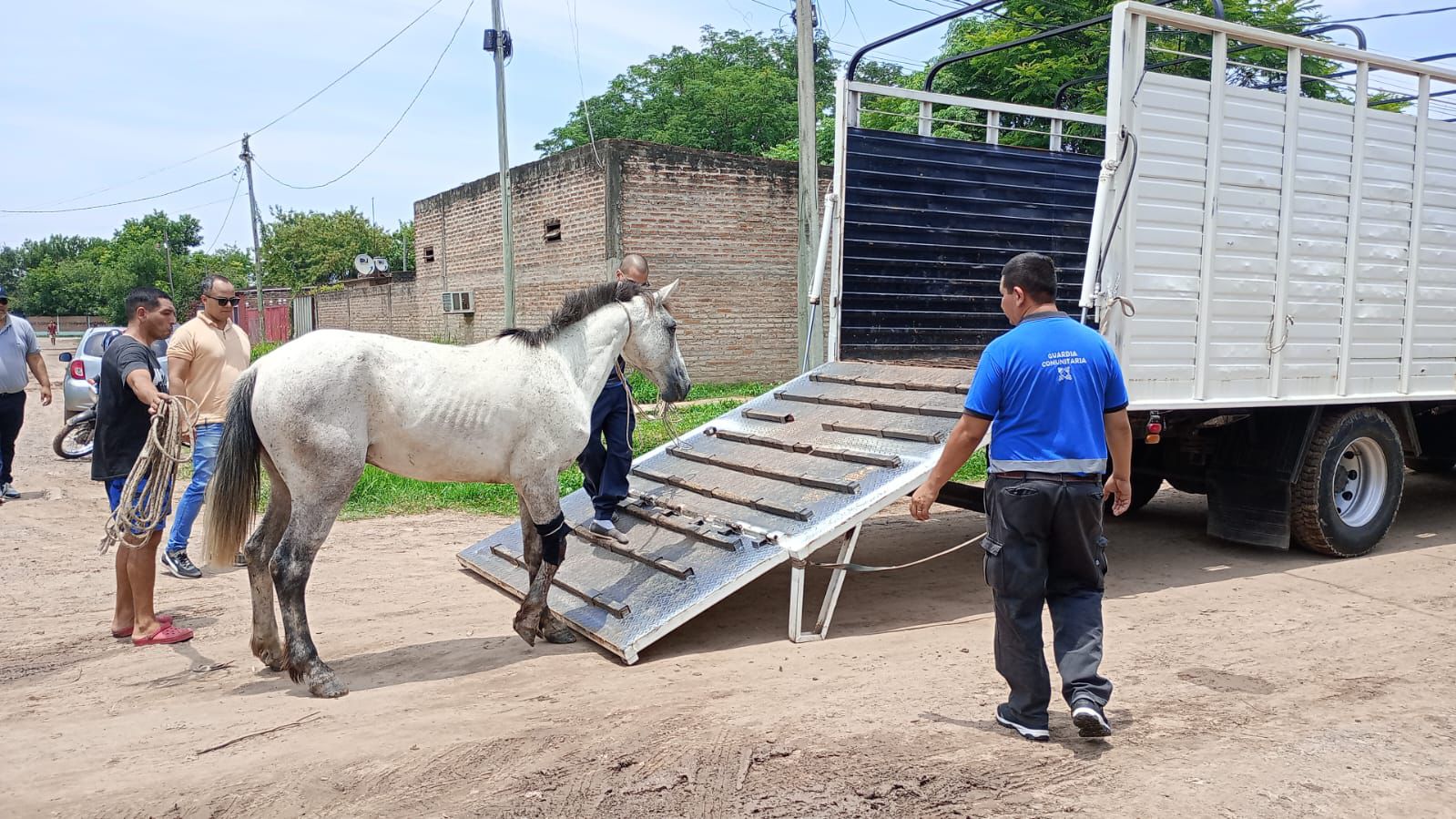 SEGURIDAD  TRACCIÓN A SANGRE CERO: UN EQUINO PARTICIPÓ DE UN SINIESTRO VIAL Y SU DUEÑO FUE RÁPIDAMENTE DETENIDO