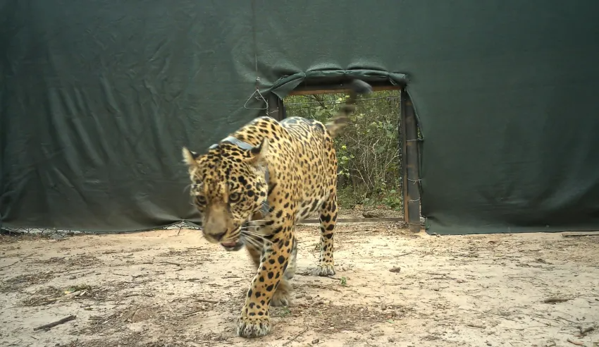 INVESTIGAN ATAQUE A LA YAGUARETÉ ACAÍ EN EL IMPENETRABLE: HALLARON SU COLLAR EN EL RÍO