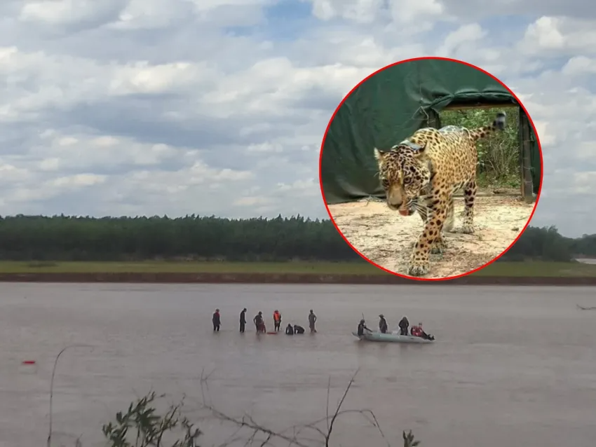 CASO ACAÍ: LA POLICÍA BUSCA SU COLLAR 