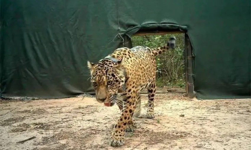 CASO ACAÍ: OFRECERÁN RECOMPENSA POR DATOS Y FIJAN EL DAÑO AMBIENTAL EN $ 2.700 MILLONES