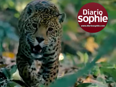 VIDEO: DÍA INTERNACIONAL DEL YAGUARETÉ | 2025