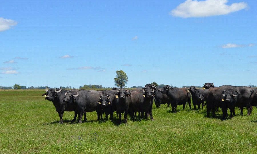 TRES DÍAS DE GENÉTICA, CAPACITACIONES Y REMATE EN LA EXPO BÚFALOS CHACO 2025