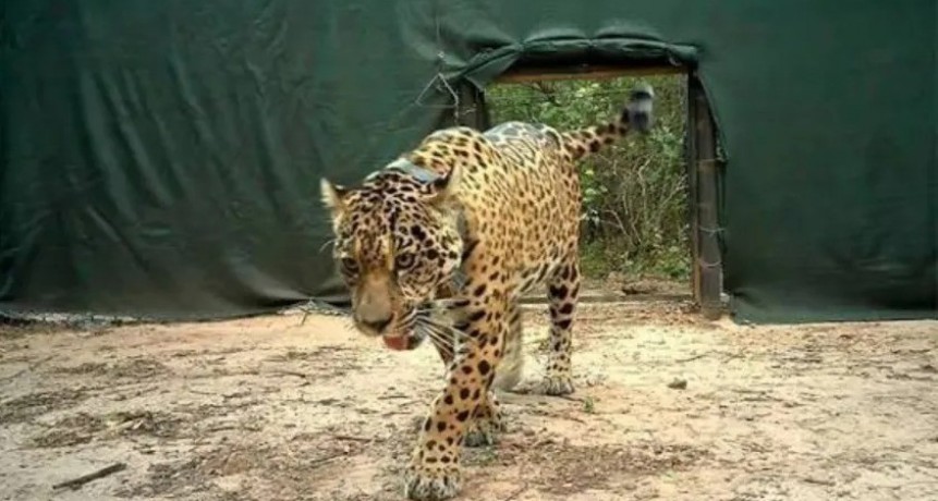 CASO ACAÍ: OFRECERÁN RECOMPENSA POR DATOS Y FIJAN EL DAÑO AMBIENTAL EN $ 2.700 MILLONES