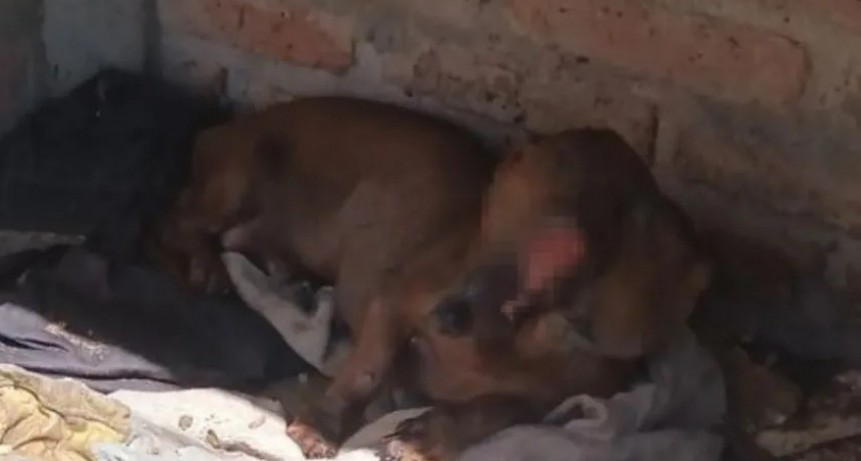 RESCATAN A UNA PERRA EN MAL ESTADO DE DETERIORO EN MEDIO DEL INCENDIO EN UNA VIVIENDA EN FONTANA