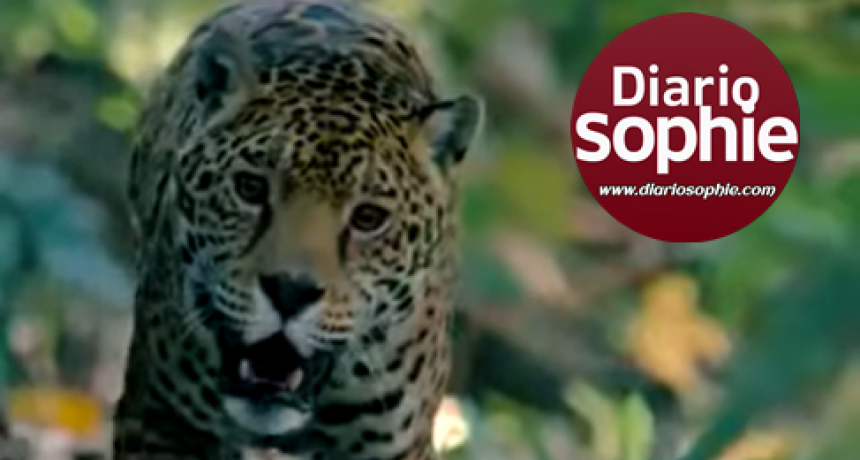 VIDEO: DÍA INTERNACIONAL DEL YAGUARETÉ | 2025