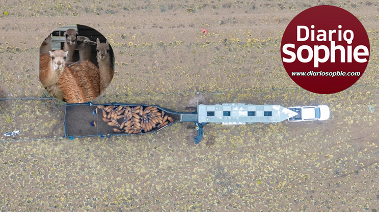 🌿 LA REINTRODUCCIÓN DEL GUANACO EN EL IMPENETRABLE: UN HITO DE RESTAURACIÓN ECOLÓGICA